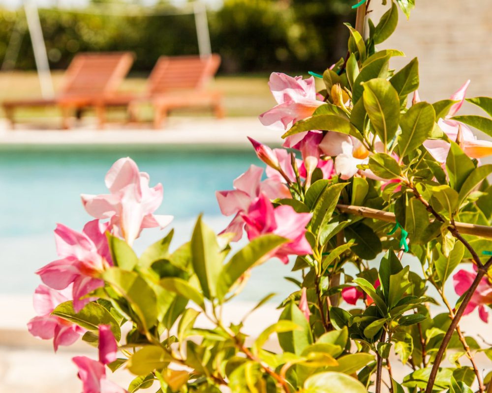 An der Steinterrasse der Villa Alma blüht der rosafarbene Oleander.